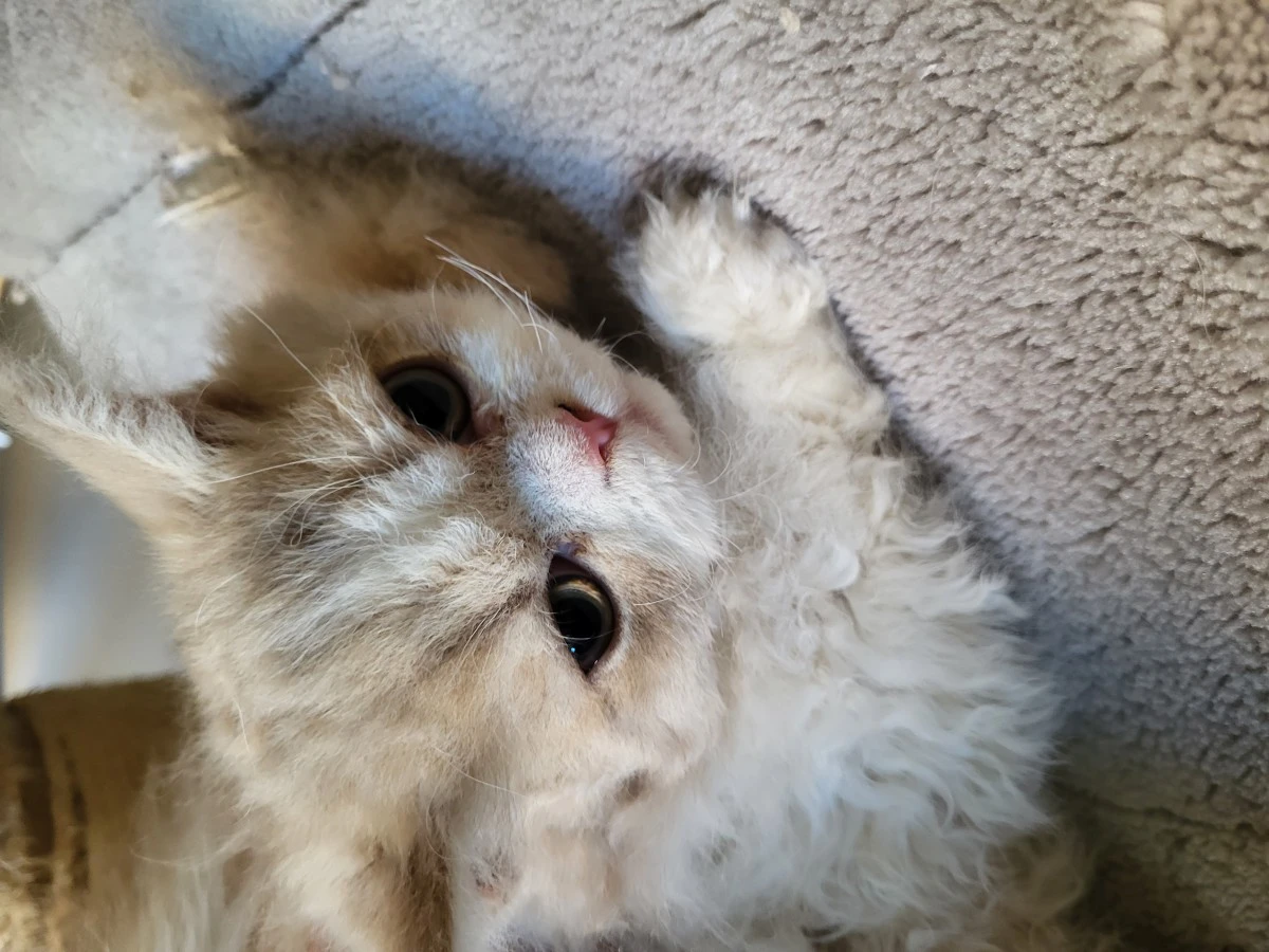 Cuccioli Selkirk Rex a pelo riccio  | Foto 3