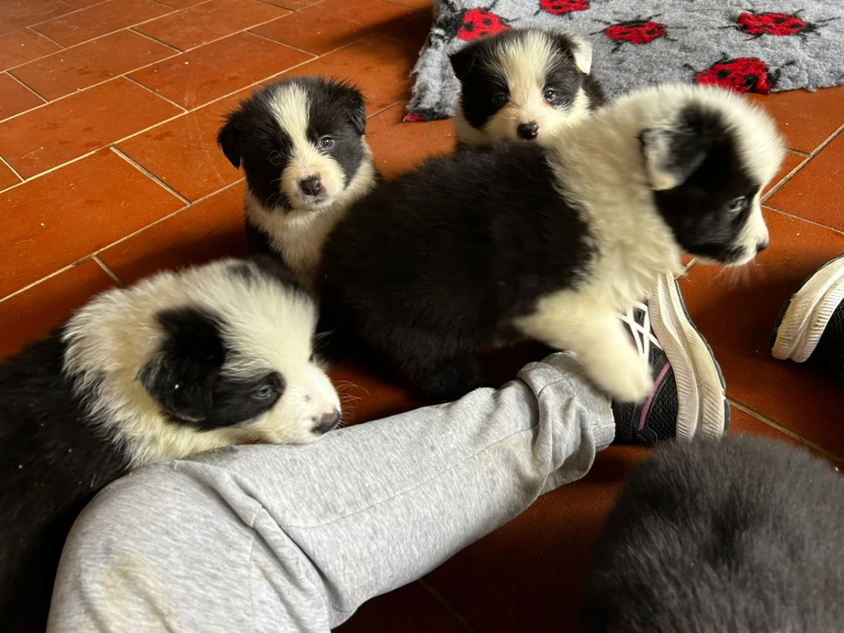 border collie di alta genealogia | Foto 3
