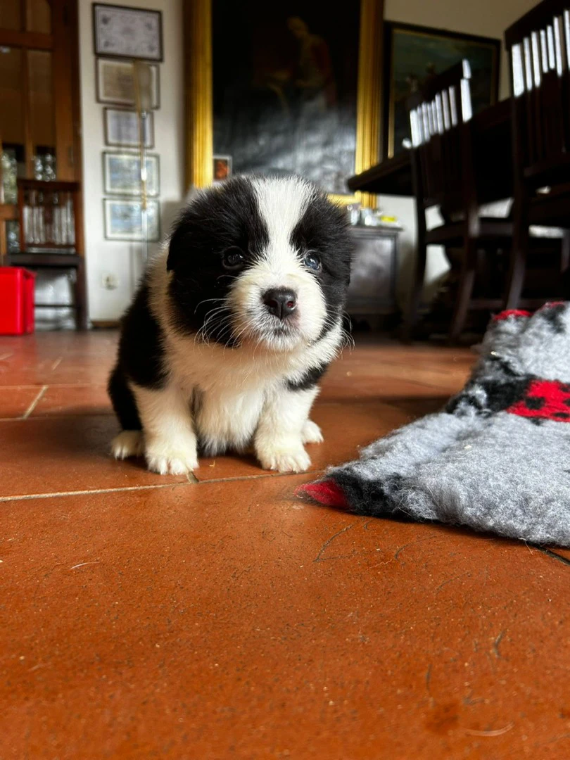border collie di alta genealogia | Foto 4