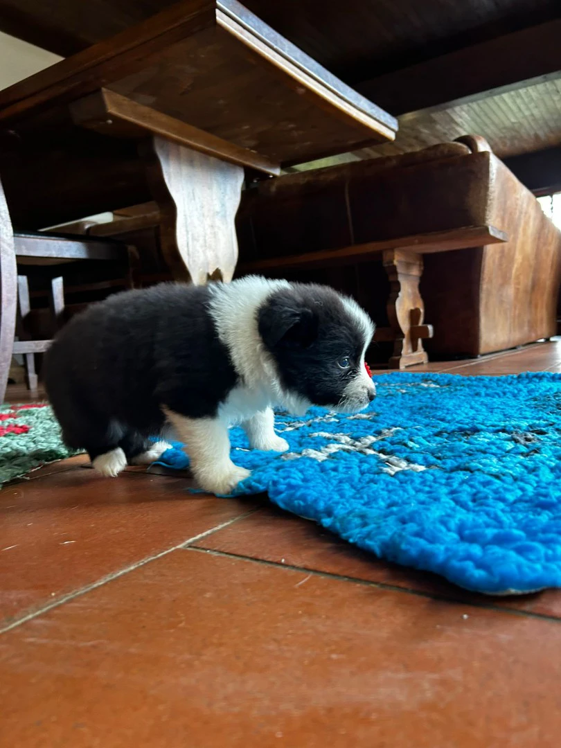 cuccioli di border collie | Foto 2