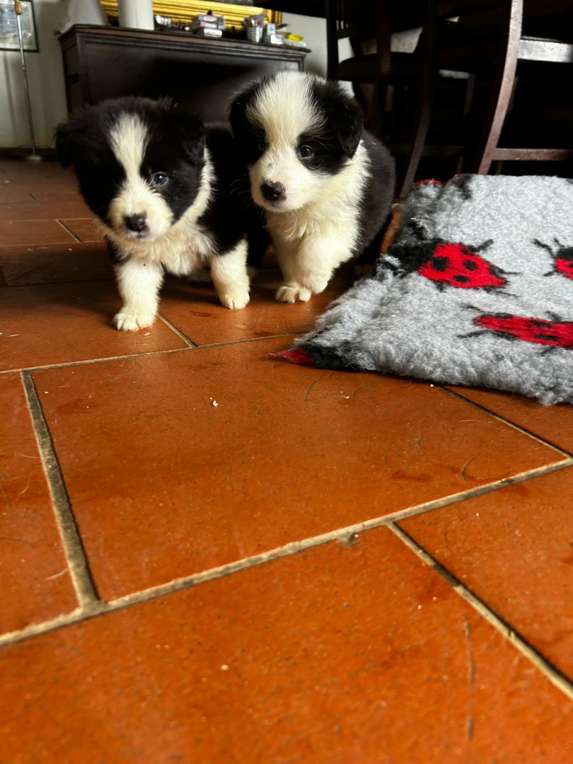 cuccioli di border collie | Foto 5