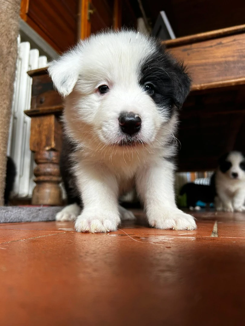 cuccioli di border collie | Foto 6