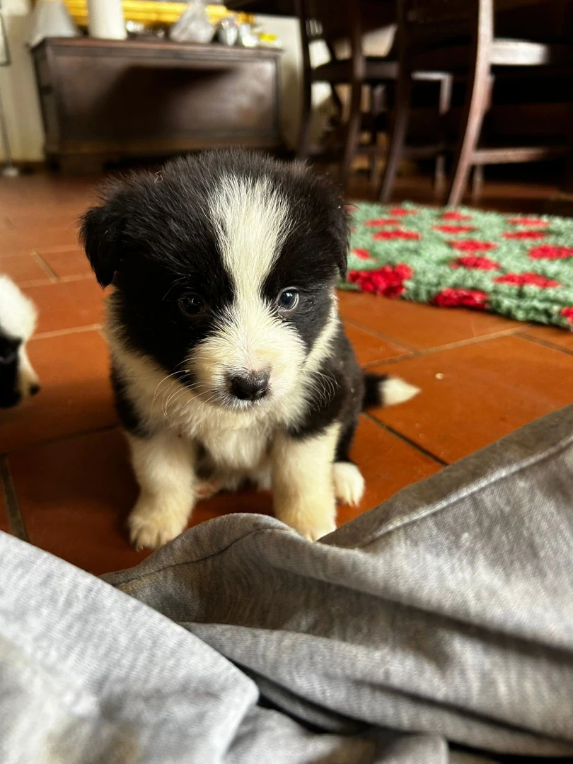 cuccioli di border collie | Foto 4