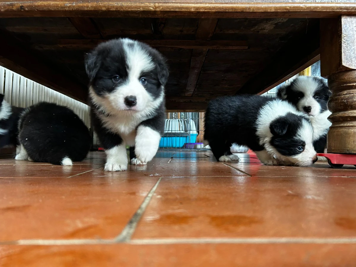 cuccioli di border collie | Foto 3