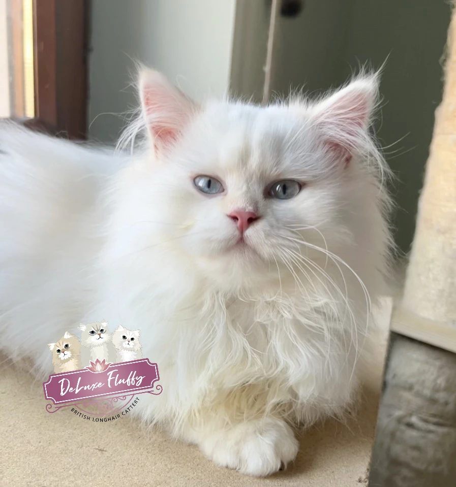 British Longhair Colorpoint  | Foto 1