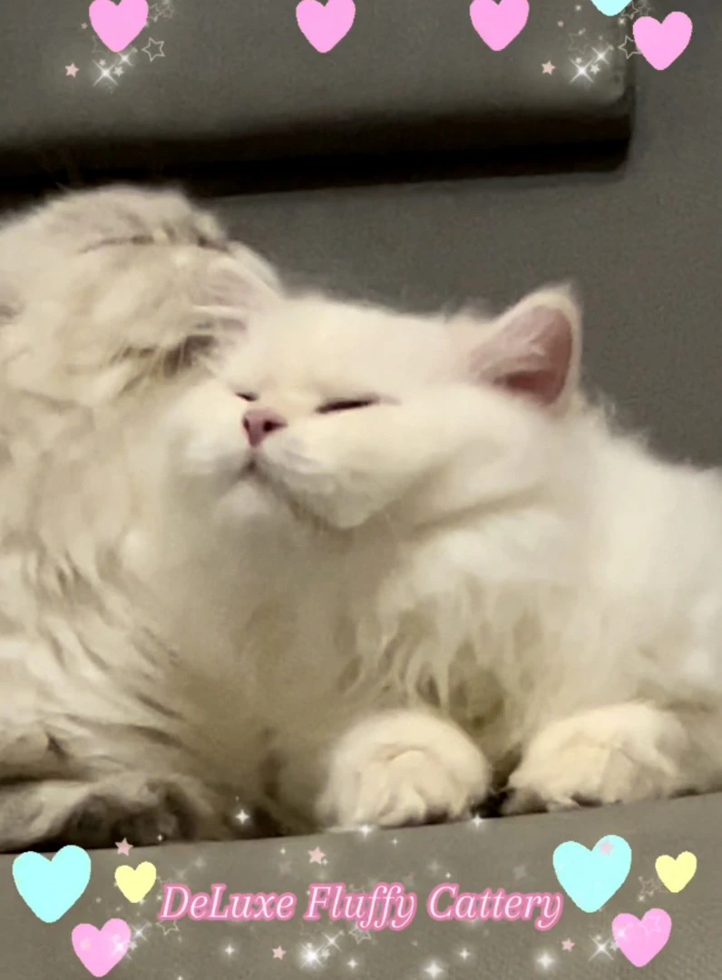British Longhair Colorpoint  | Foto 3