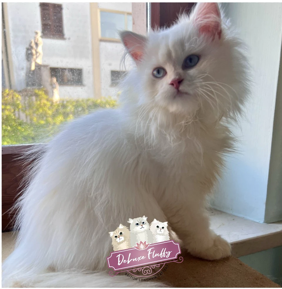 British Longhair Colorpoint  | Foto 4