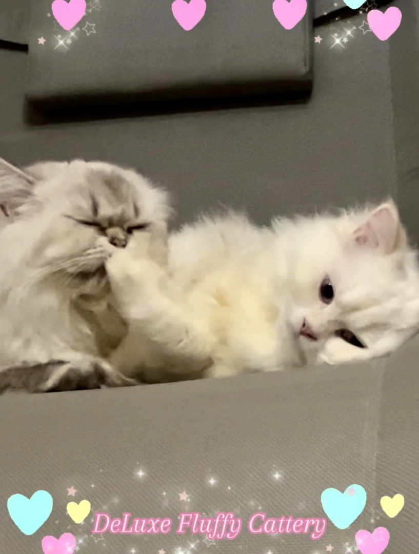 British Longhair Colorpoint  | Foto 2