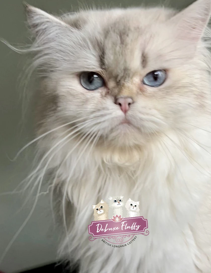 British Longhair- DeLuxe Fluffy Elody | Foto 2