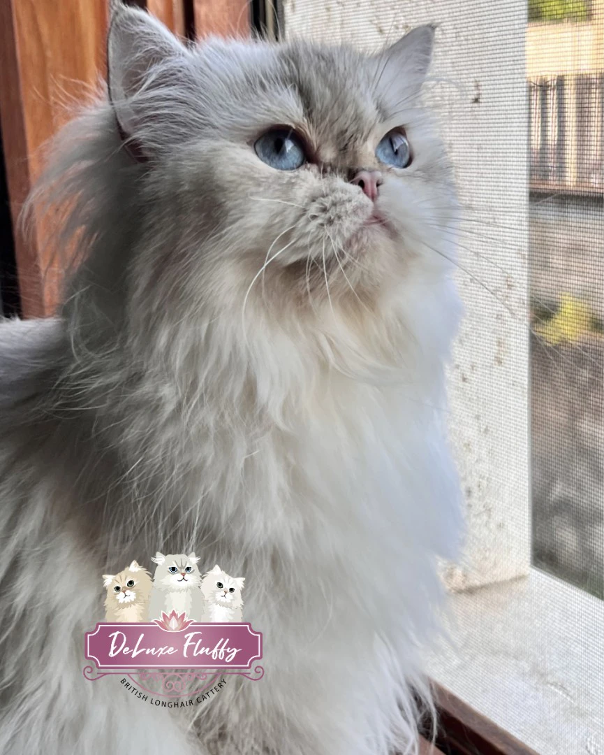 British Longhair- DeLuxe Fluffy Elody | Foto 3