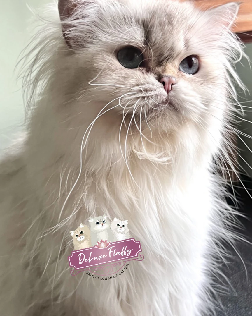 British Longhair- DeLuxe Fluffy Elody | Foto 1