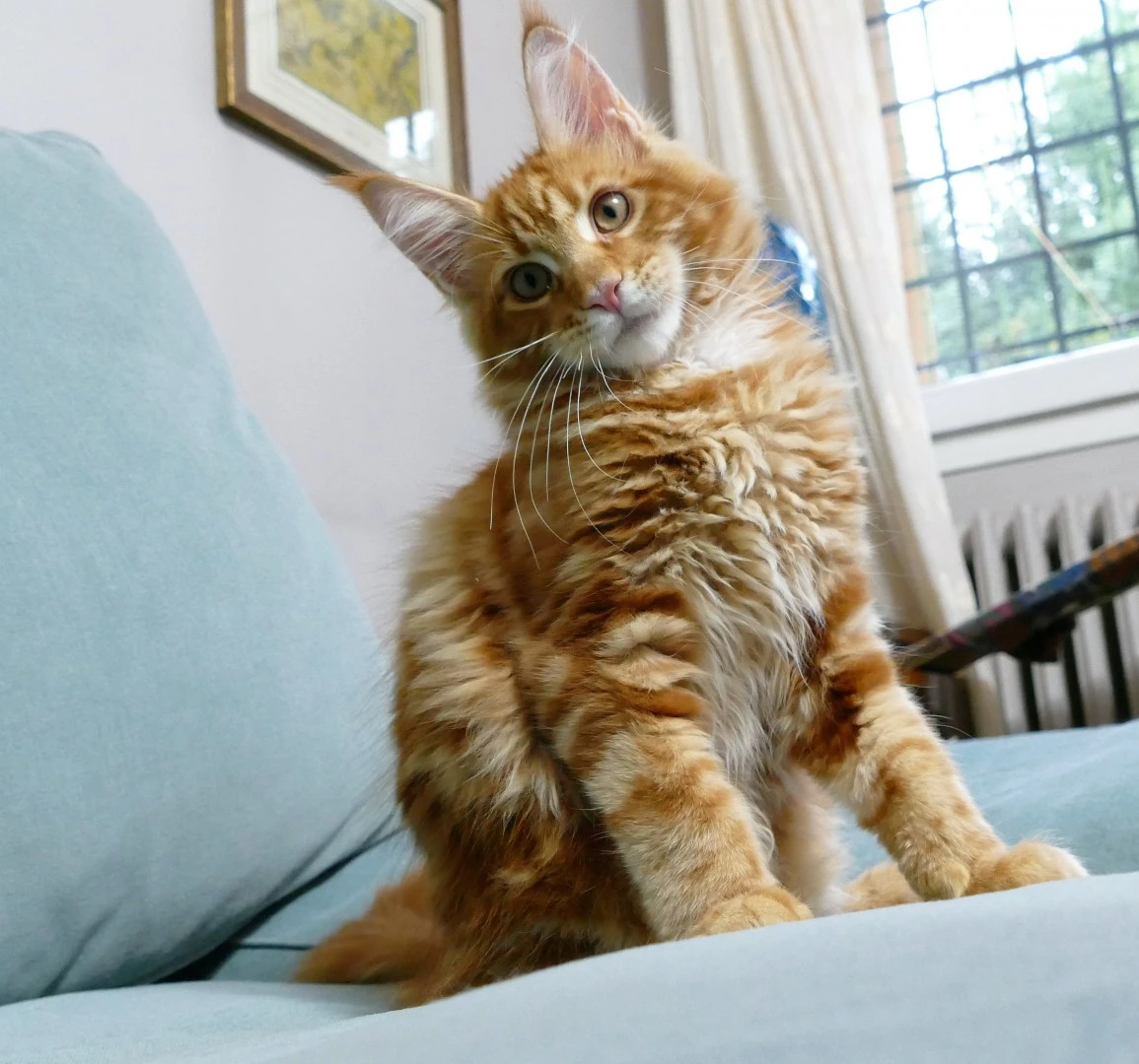MAINE COON red tabby bloched | Foto 9