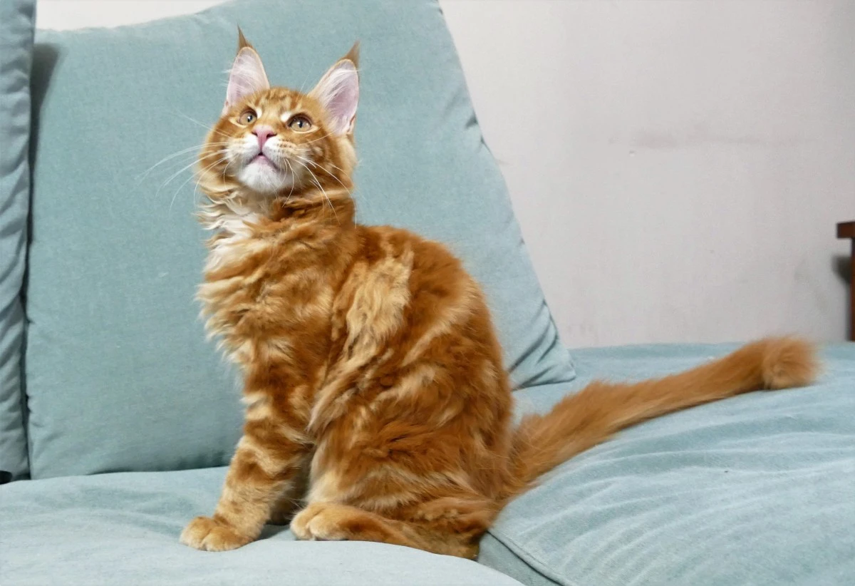 MAINE COON red tabby bloched | Foto 8