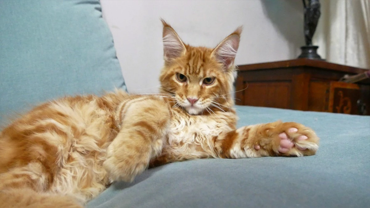MAINE COON red tabby bloched | Foto 2