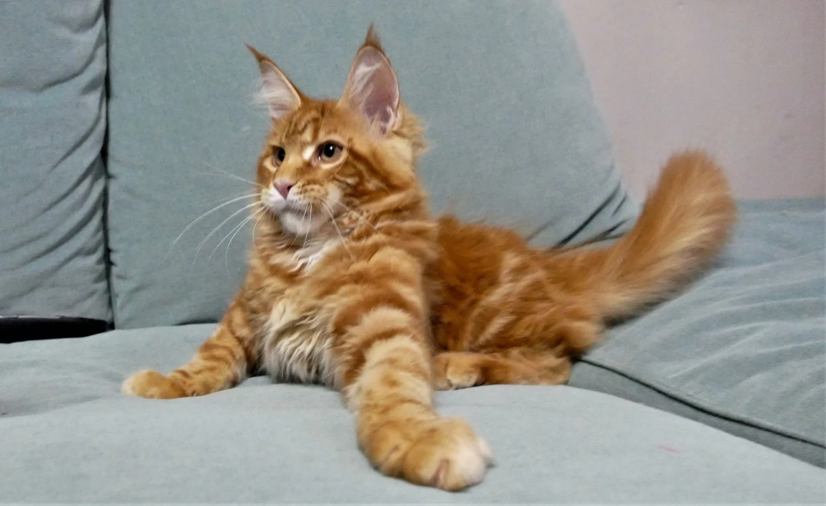 MAINE COON red tabby bloched | Foto 7