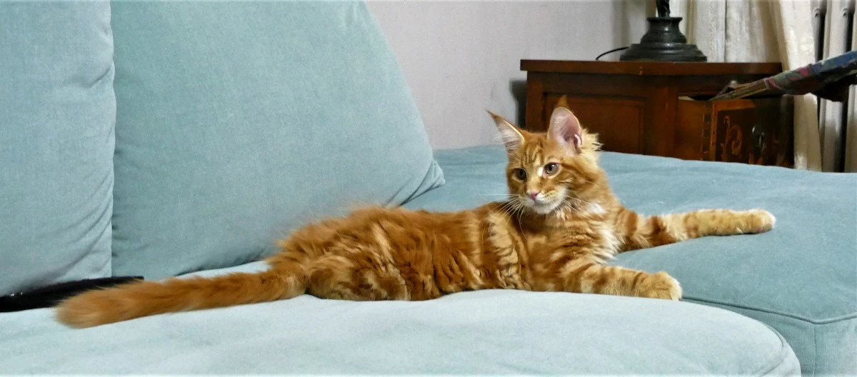 MAINE COON red tabby bloched | Foto 5