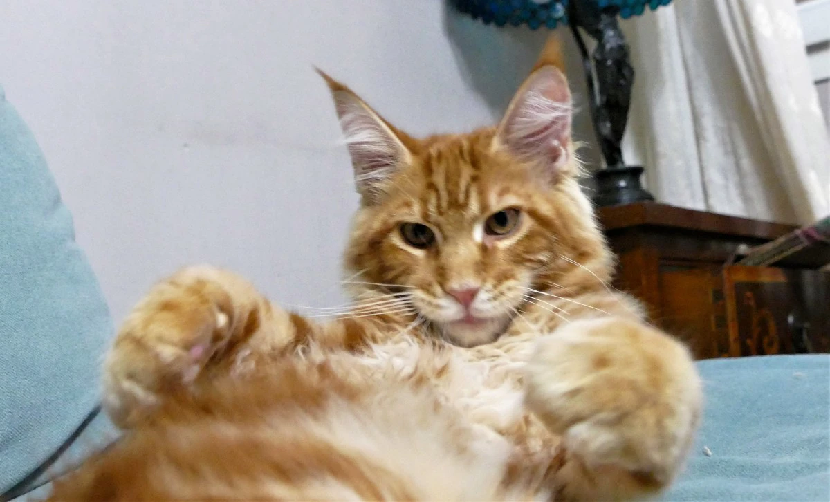 MAINE COON red tabby bloched | Foto 4