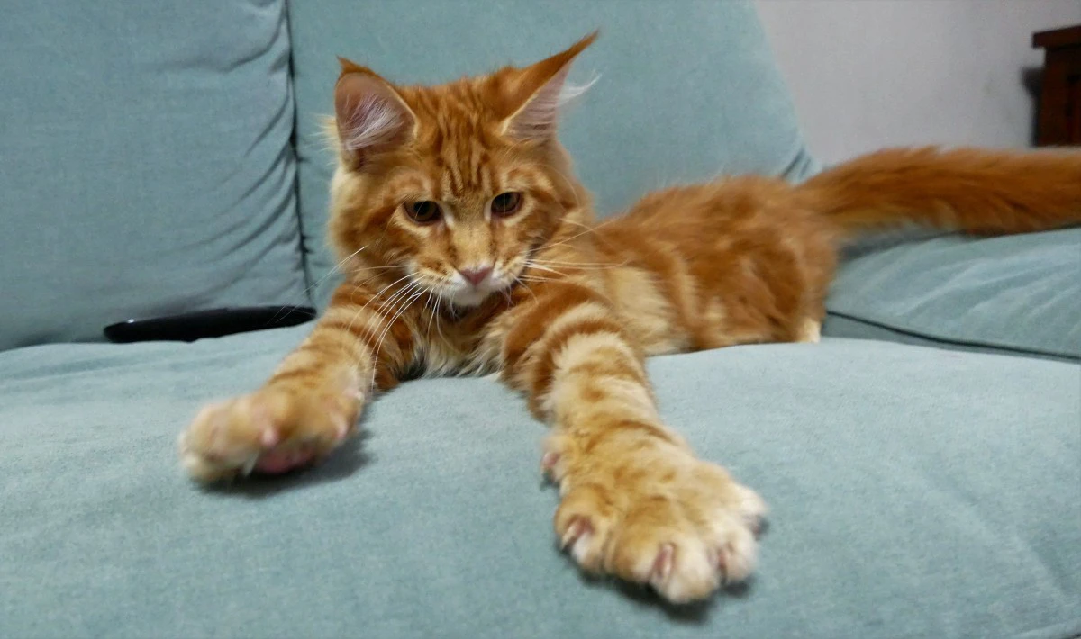 MAINE COON red tabby bloched | Foto 6