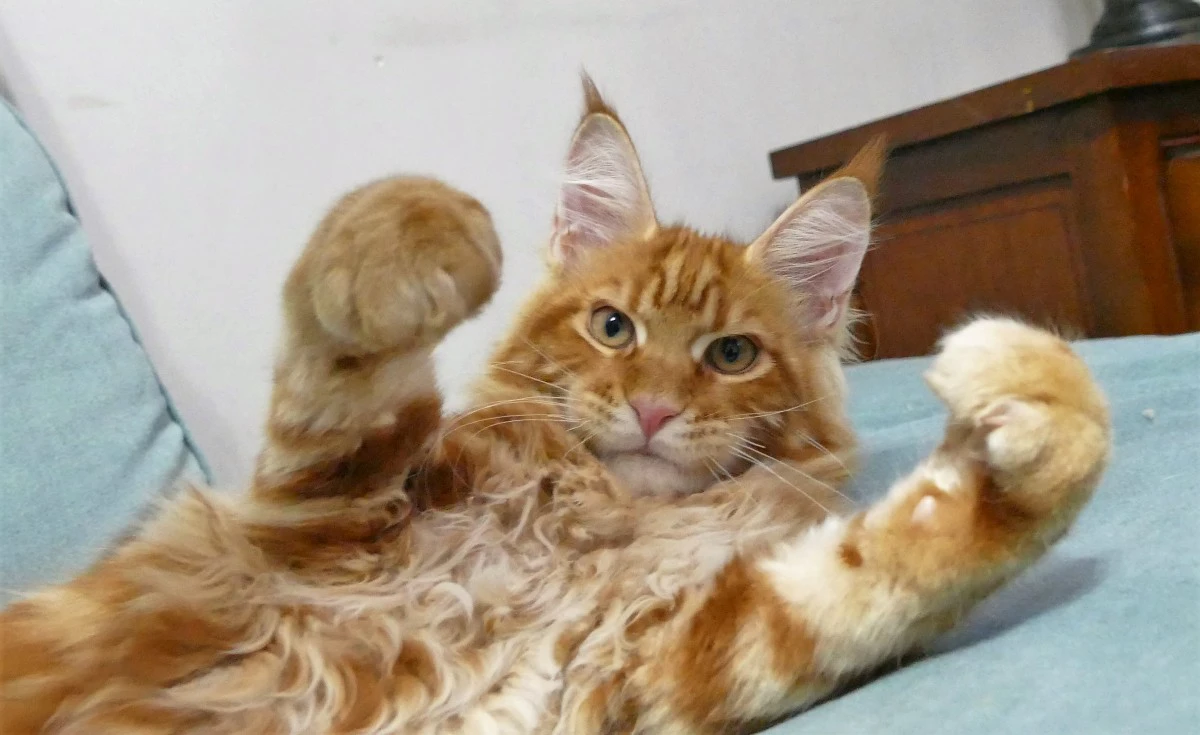 MAINE COON red tabby bloched | Foto 3