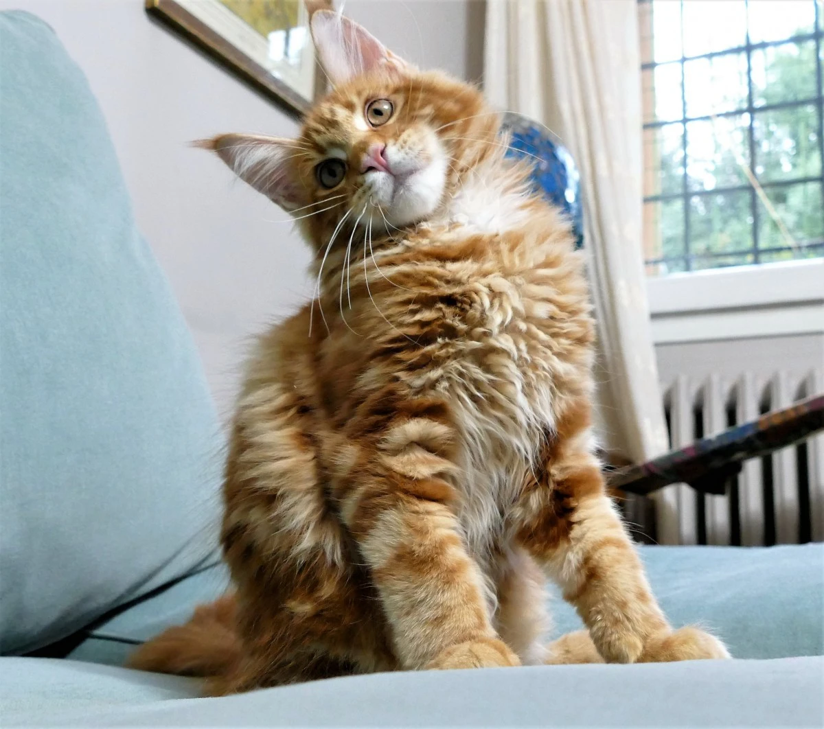 MAINE COON red tabby bloched | Foto 10