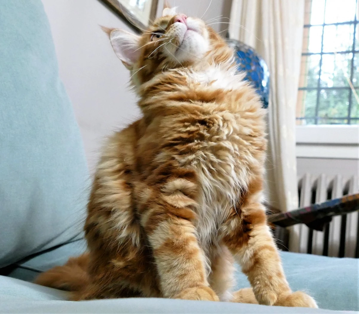 MAINE COON red tabby bloched | Foto 11