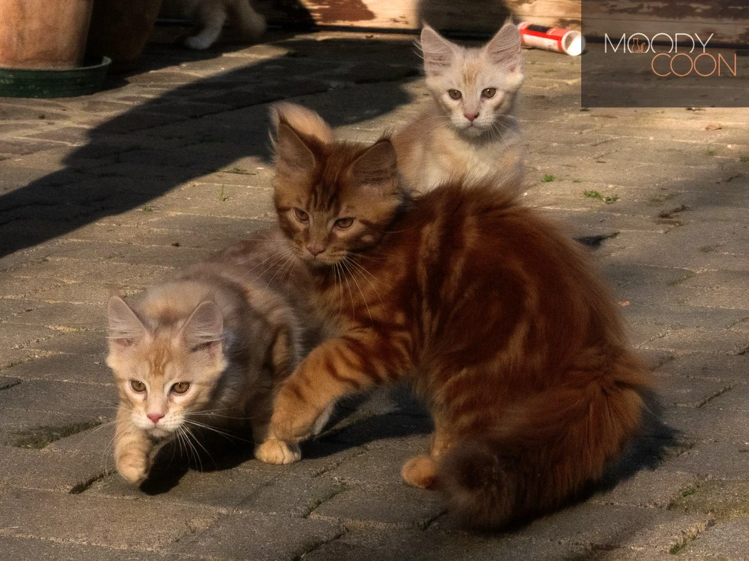 maine coon red siver | Foto 5