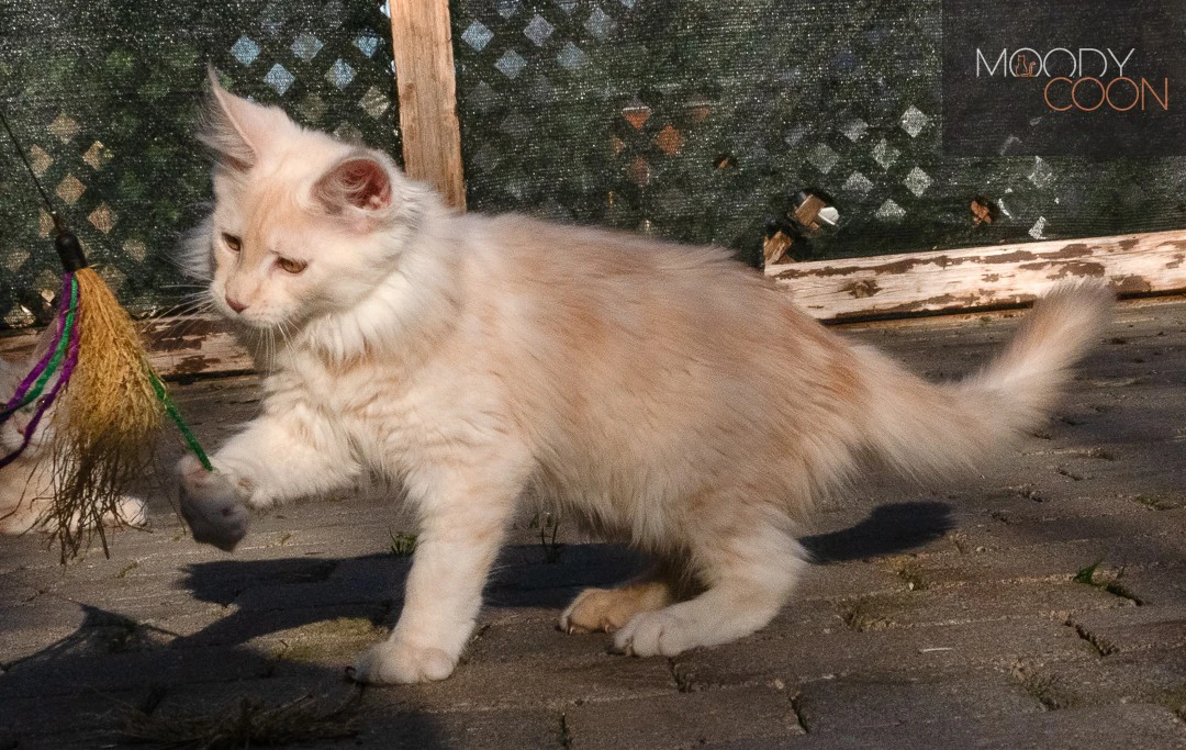maine coon red siver | Foto 8