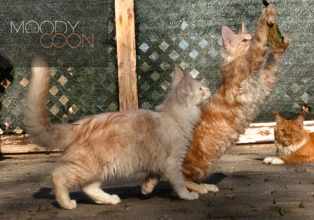 maine coon red siver | Foto 10
