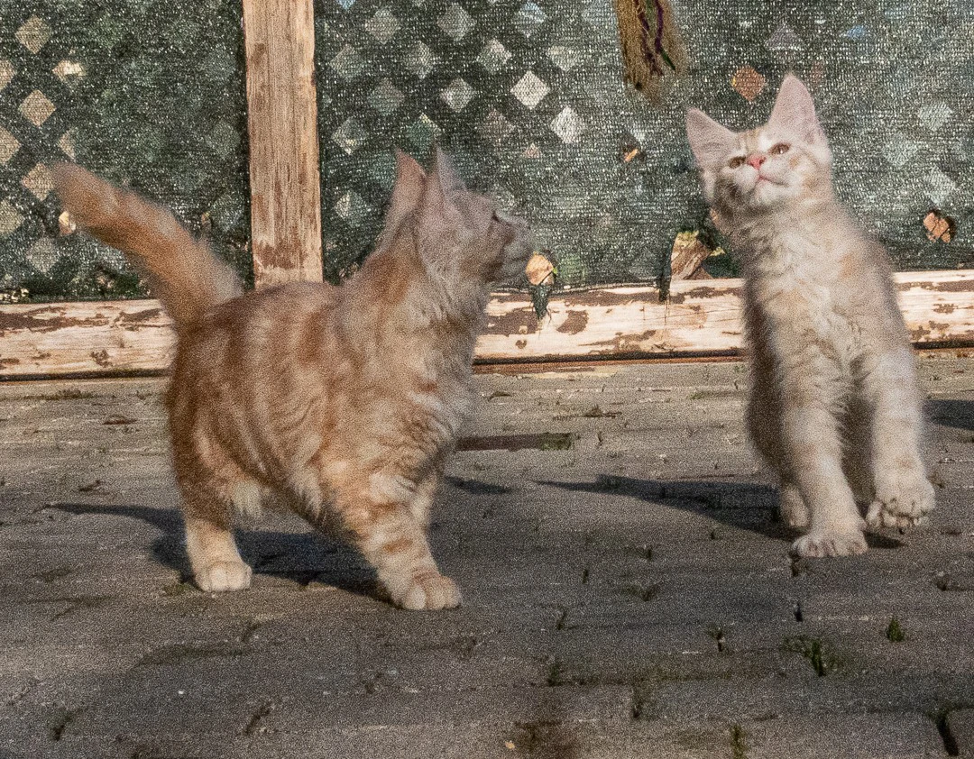 maine coon red siver | Foto 9