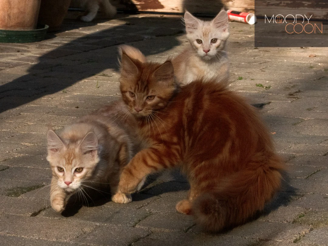 maine coon red siver | Foto 6