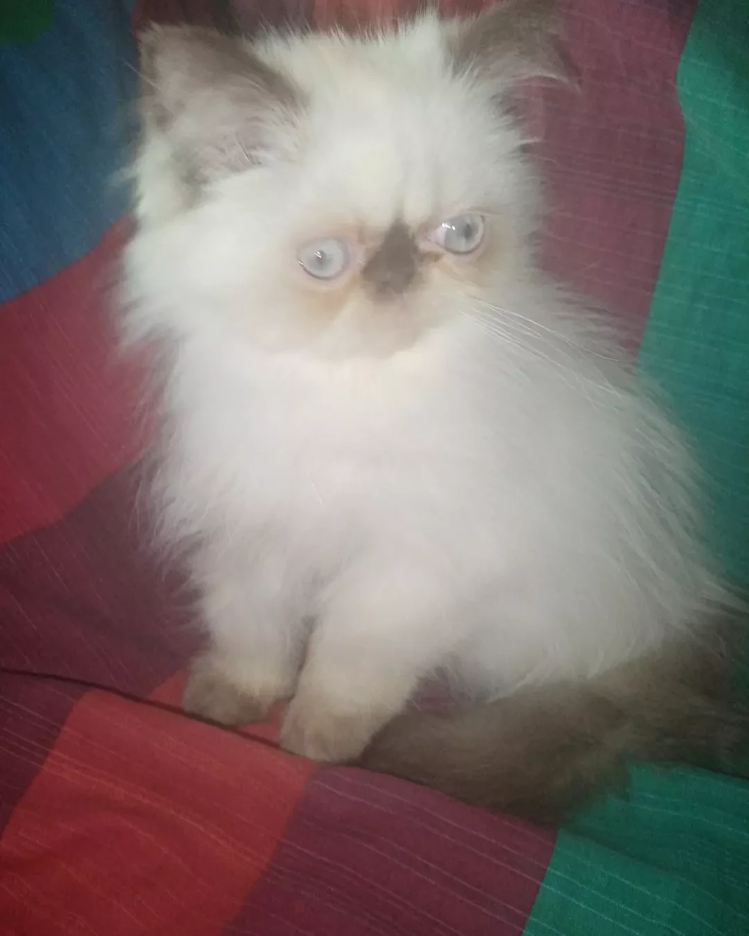Gattina persiana  | Foto 1