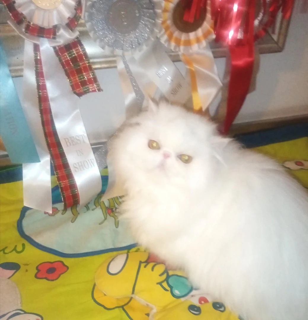 Cuccioli gatto Persiano pura razza  | Foto 5