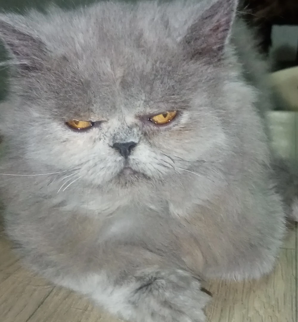 Cuccioli gatto Persiano pura razza  | Foto 1