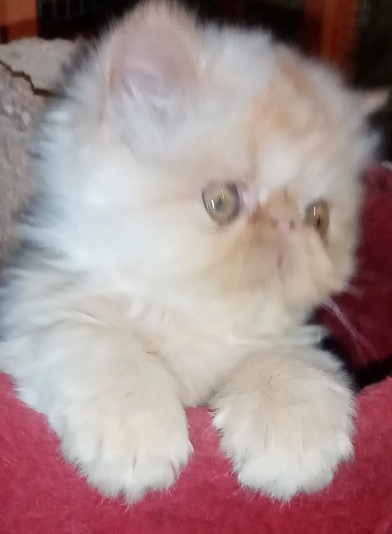 Cuccioli gatto Persiano pura razza  | Foto 3