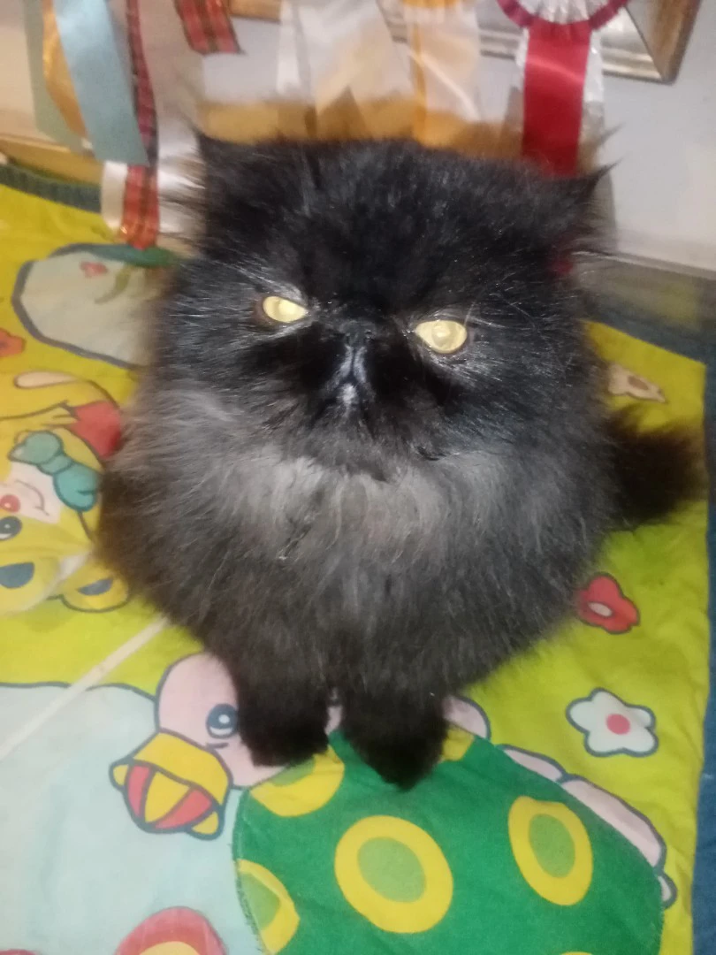 Cuccioli gatto Persiano pura razza  | Foto 4