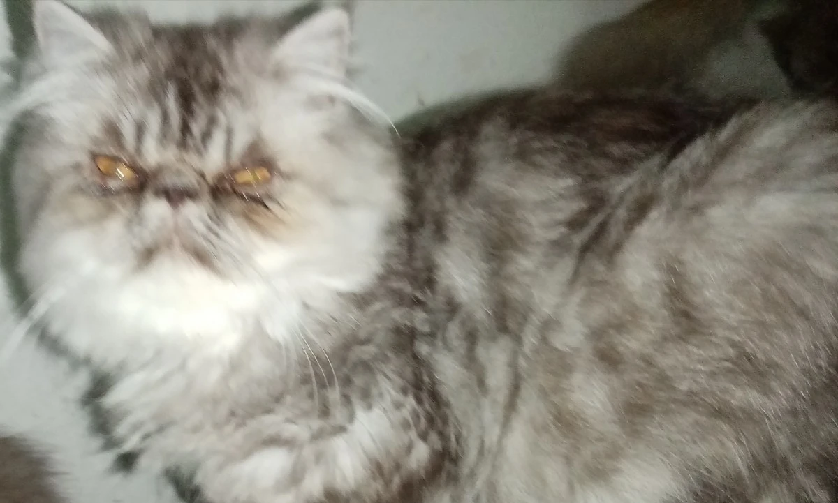 Cuccioli gatto Persiano pura razza  | Foto 2