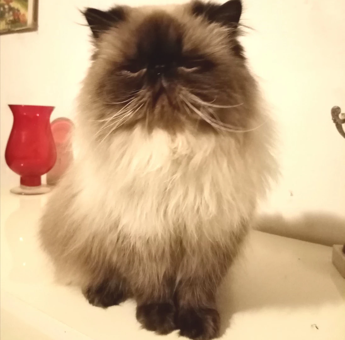 Gatto persiano maschio  | Foto 1