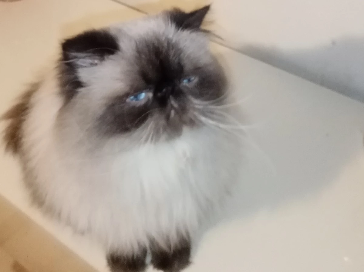 Gatto persiano maschio  | Foto 2