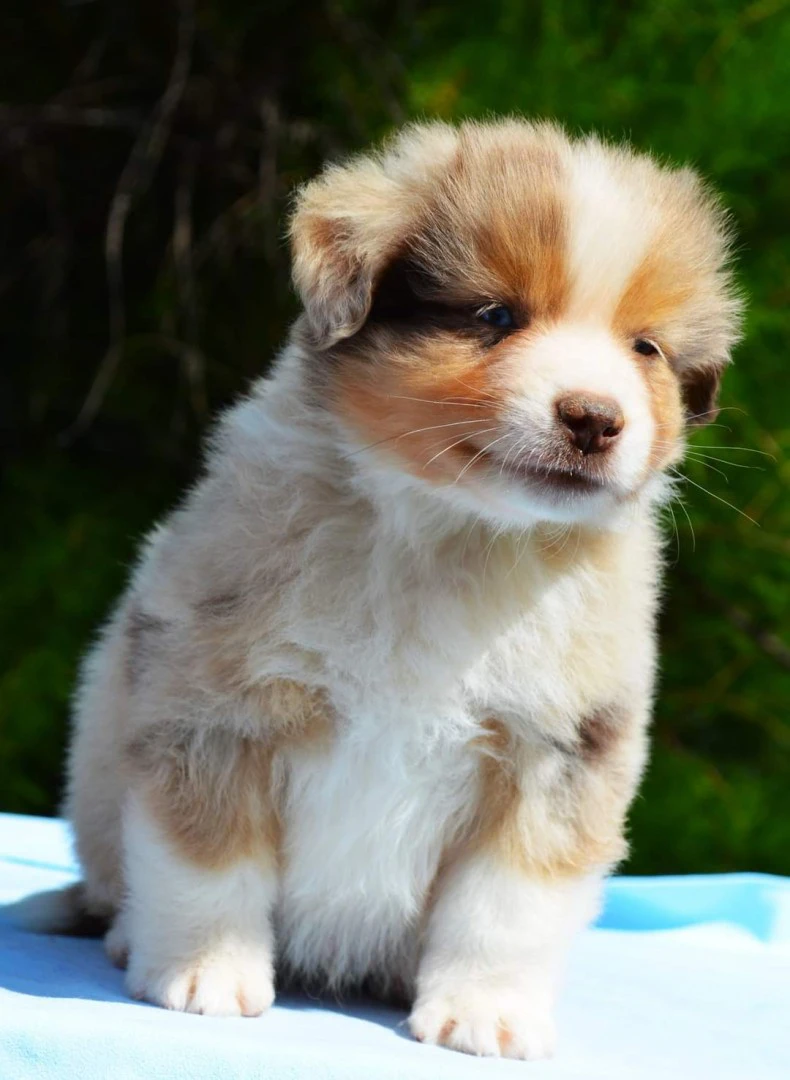 Miniature american shepherd  | Foto 1