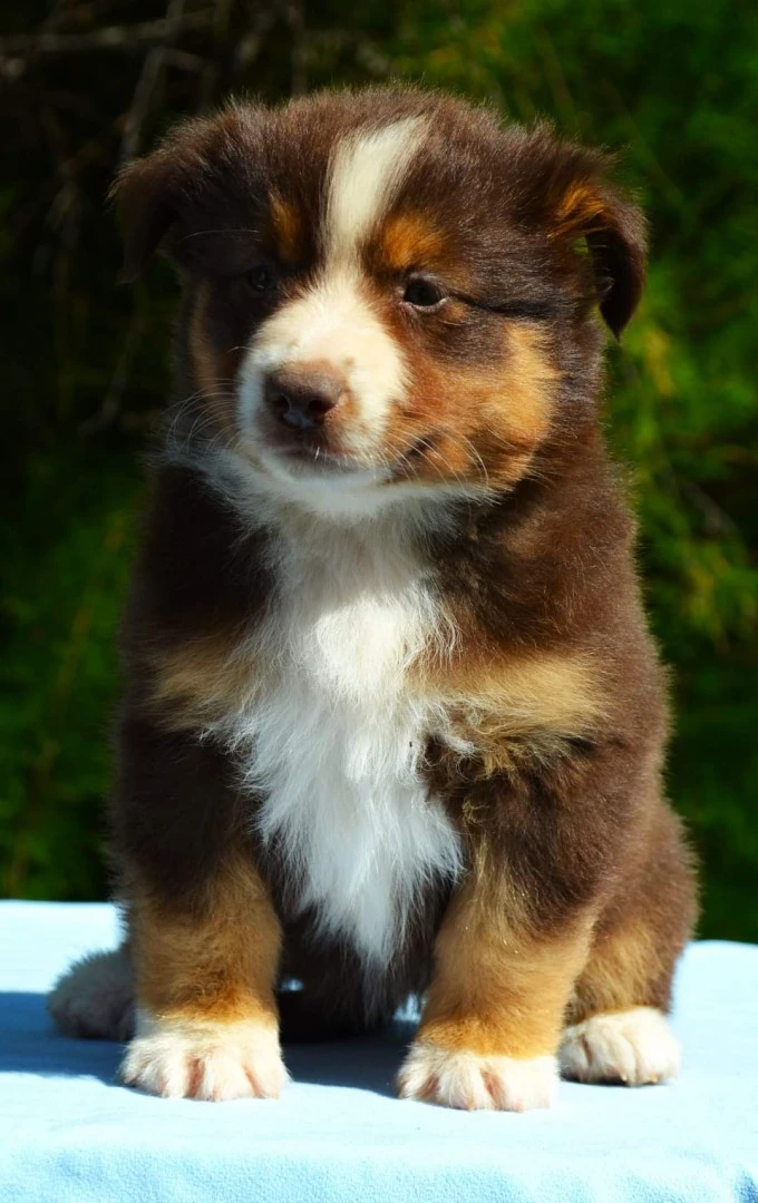 Miniature american shepherd  | Foto 3