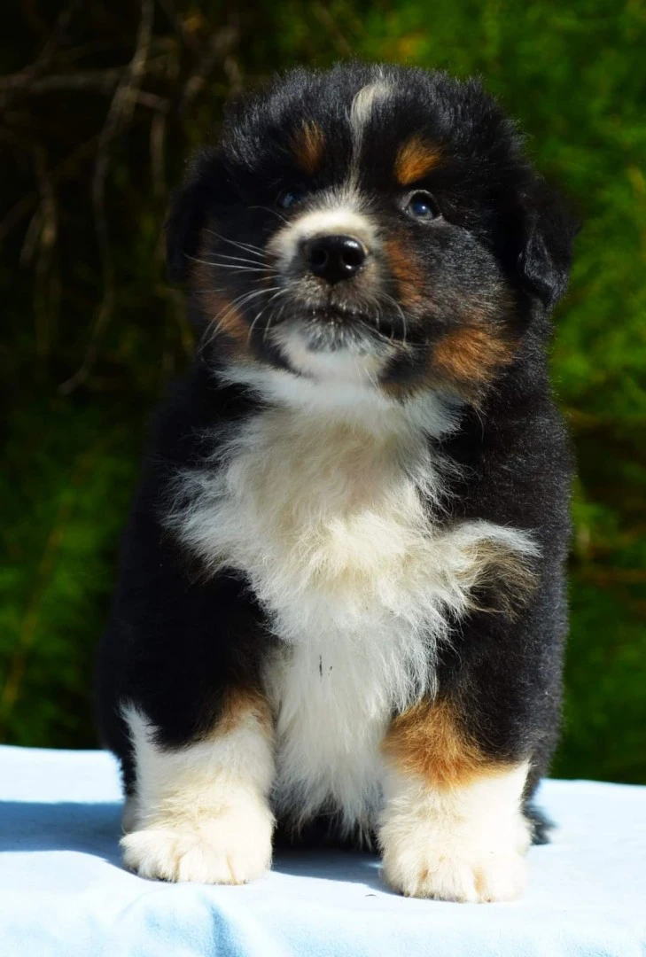 Miniature american shepherd  | Foto 2