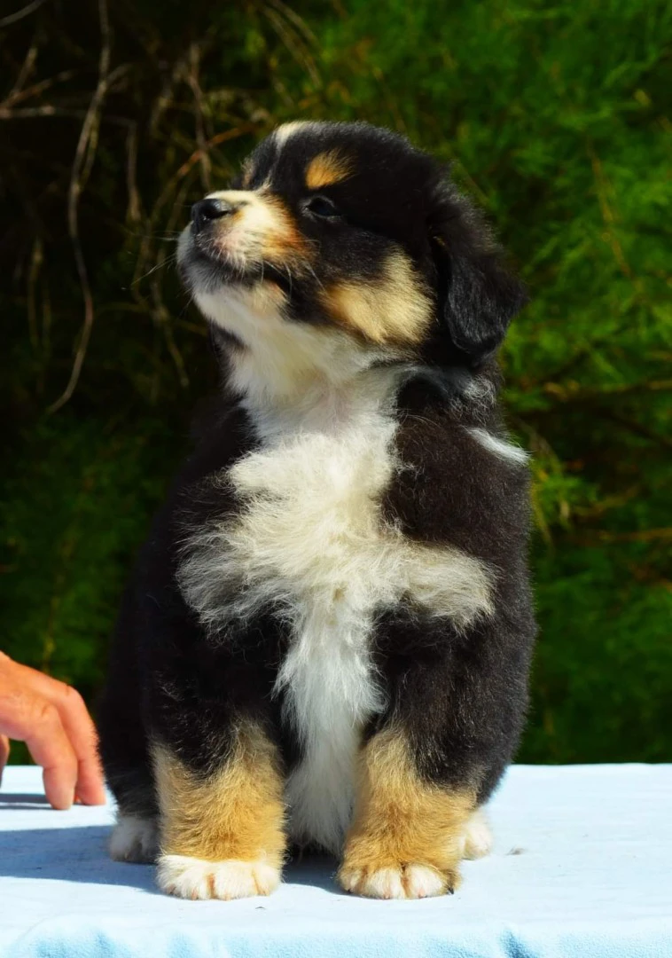 Miniature american shepherd  | Foto 4