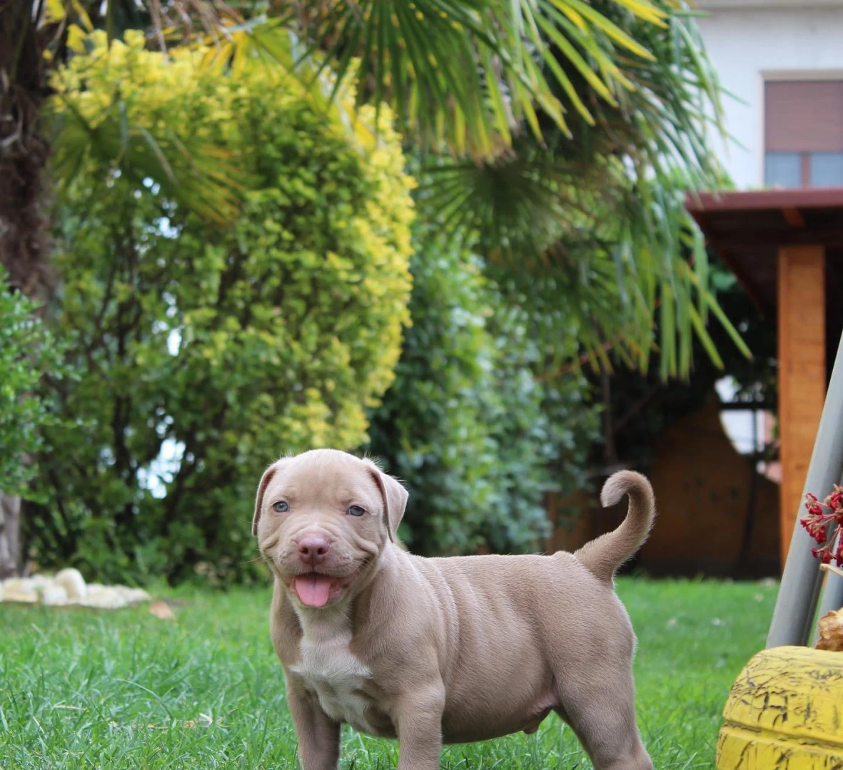 cuccioli american pitbull terrier in standard ukc  | Foto 5