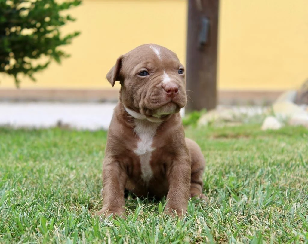 cuccioli american pitbull terrier in standard ukc  | Foto 2