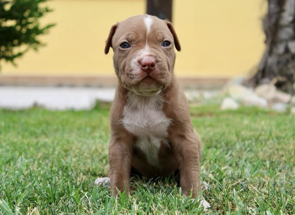 cuccioli american pitbull terrier in standard ukc  | Foto 3