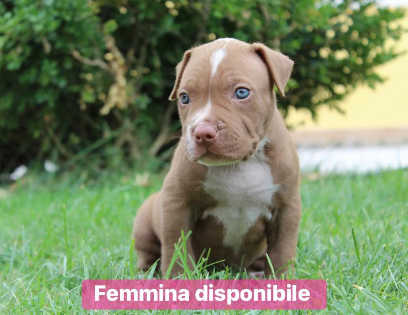 cuccioli american pitbull terrier in standard ukc  | Foto 1