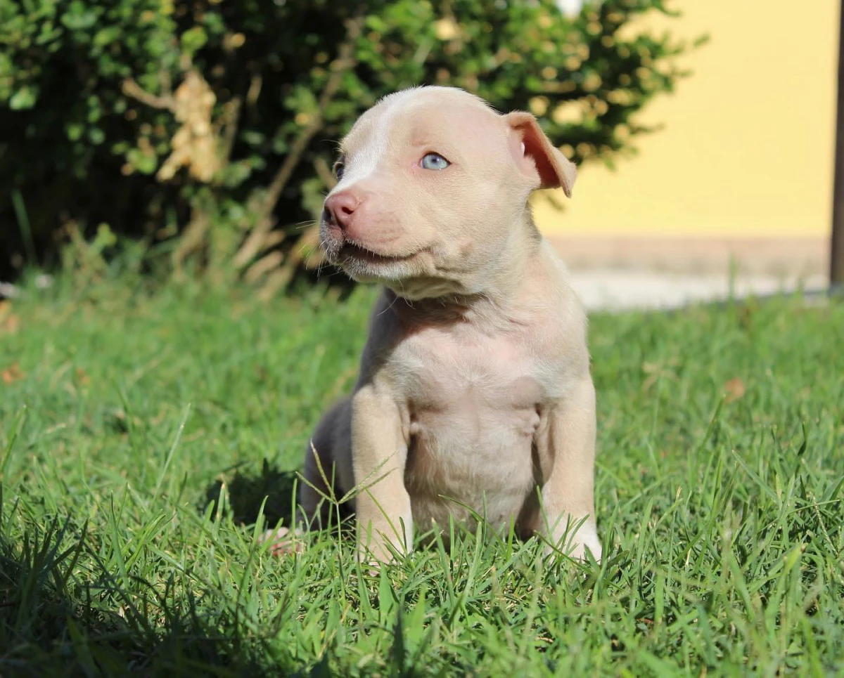 cuccioli american pitbull terrier in standard ukc  | Foto 4
