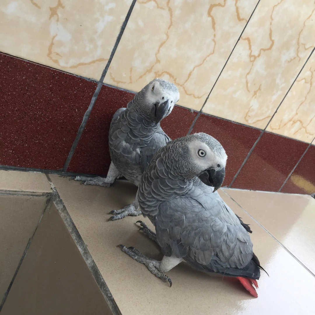 adorabile coppia di pappagalli grigi africani per l'adozione | Foto 1