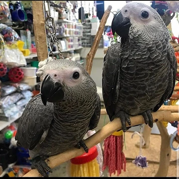 adorabile coppia di pappagalli grigi africani per l'adozione | Foto 4