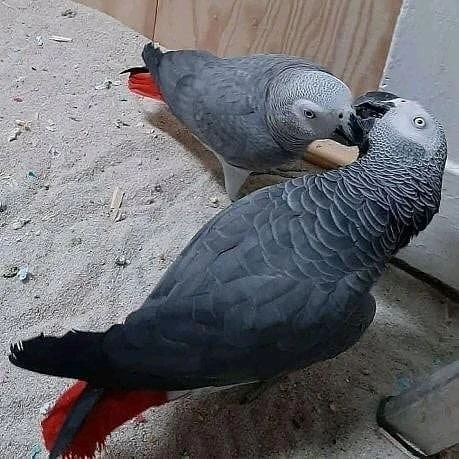 adorabile coppia di pappagalli grigi africani per l'adozione | Foto 5